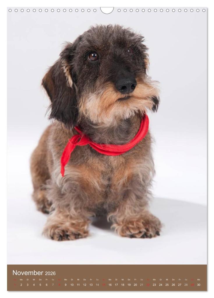 Weitere Ansicht: Dackel (Wandkalender 2026 DIN A3 hoch), CALVENDO Monatskalender | Nicole Noack, Calvendo