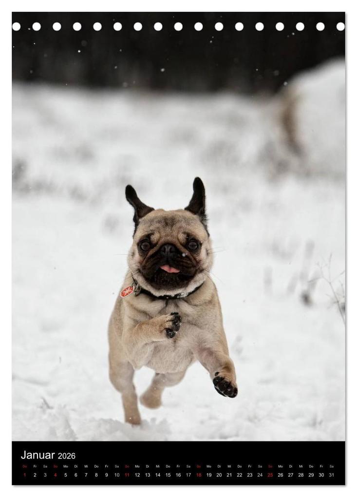 Weitere Ansicht: Das Mops-Jahr 2026 (Tischkalender 2026 DIN A5 hoch), CALVENDO Monatskalender | Calvendo, Beate Zoellner