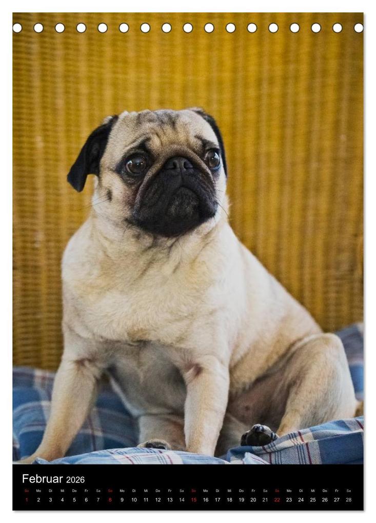 Weitere Ansicht: Das Mops-Jahr 2026 (Tischkalender 2026 DIN A5 hoch), CALVENDO Monatskalender | Calvendo, Beate Zoellner