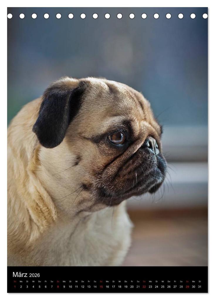 Weitere Ansicht: Das Mops-Jahr 2026 (Tischkalender 2026 DIN A5 hoch), CALVENDO Monatskalender | Calvendo, Beate Zoellner