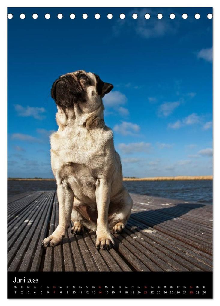 Weitere Ansicht: Das Mops-Jahr 2026 (Tischkalender 2026 DIN A5 hoch), CALVENDO Monatskalender | Calvendo, Beate Zoellner