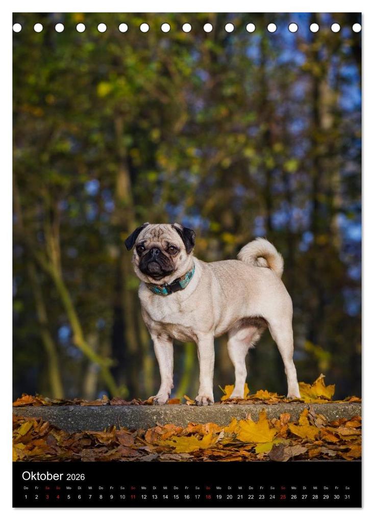 Weitere Ansicht: Das Mops-Jahr 2026 (Tischkalender 2026 DIN A5 hoch), CALVENDO Monatskalender | Calvendo, Beate Zoellner