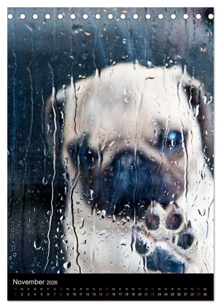 Weitere Ansicht: Das Mops-Jahr 2026 (Tischkalender 2026 DIN A5 hoch), CALVENDO Monatskalender | Calvendo, Beate Zoellner