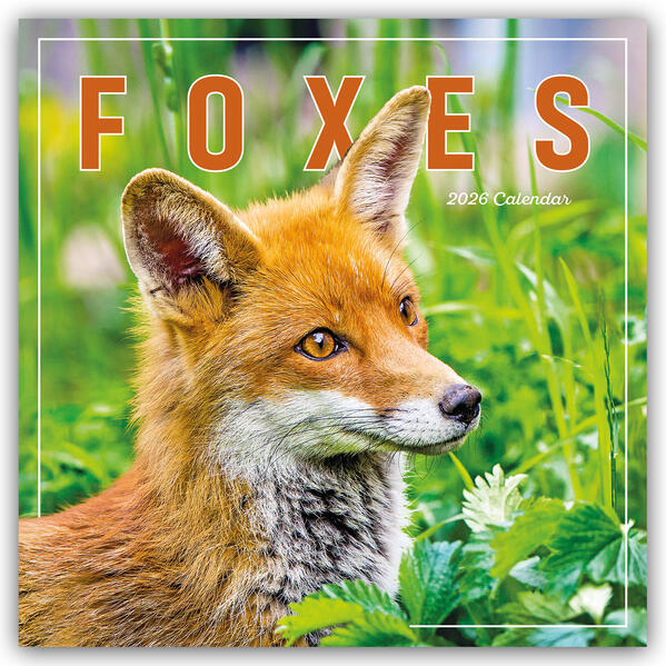 Produktbild: Foxes - Füchse 2026 - Wand-Kalender | Carousel Calendar