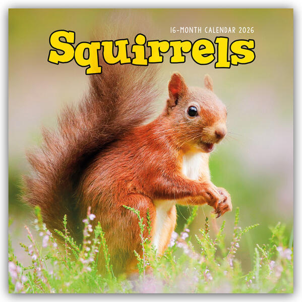 Produktbild: Squirrels - Eichhörnchen 2026 - Wand-Kalender | Carousel Calendar