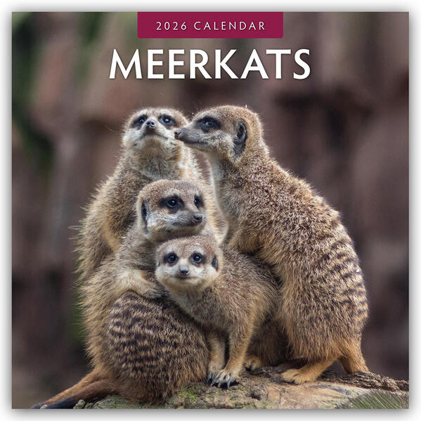 Produktbild: Meerkats 2026 Square Wall Calendar | Red Robin