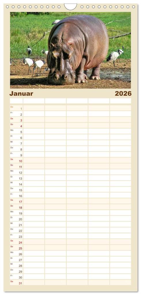 Weitere Ansicht: Familienplaner 2026 - Flusspferde - gemütlich gefährlich mit 5 Spalten (Wandkalender, 21 x 45 cm) CALVENDO | Peter Roder, Calvendo