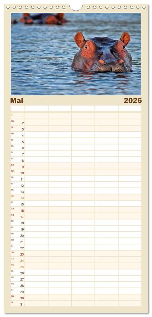 Weitere Ansicht: Familienplaner 2026 - Flusspferde - gemütlich gefährlich mit 5 Spalten (Wandkalender, 21 x 45 cm) CALVENDO | Peter Roder, Calvendo
