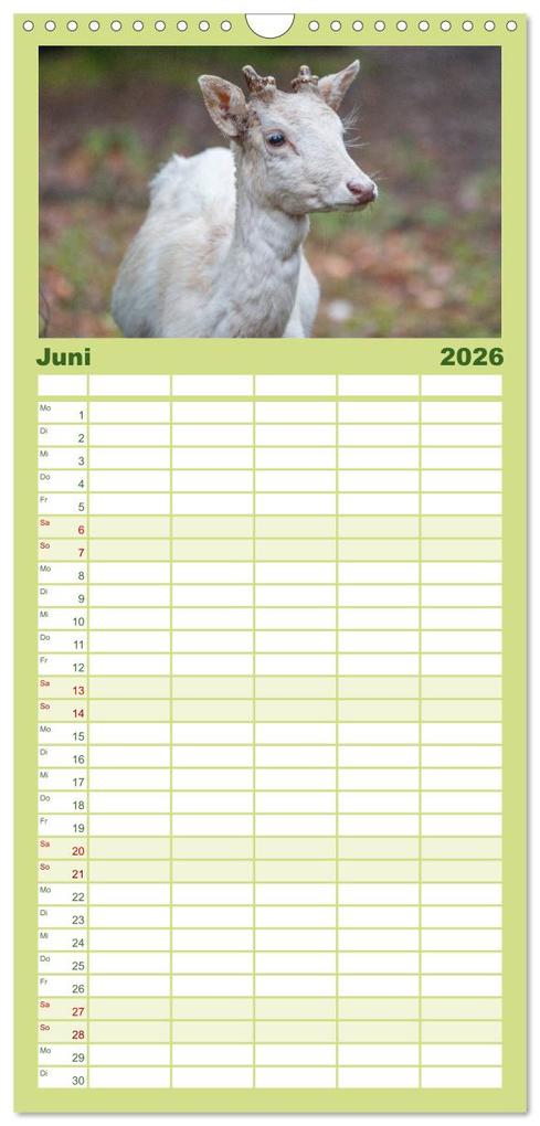 Weitere Ansicht: Familienplaner 2026 - Heimische Tiere - Rehe mit 5 Spalten (Wandkalender, 21 x 45 cm) CALVENDO | pixs:sell pixs:sell, Calvendo, pixs:sell, Sell Pixs:Sell