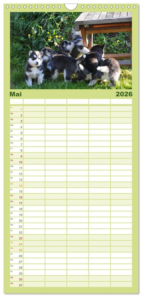 Weitere Ansicht: Familienplaner 2026 - Huskys - Traumhunde mit 5 Spalten (Wandkalender, 21 x 45 cm) CALVENDO | Michael Ebardt, Calvendo