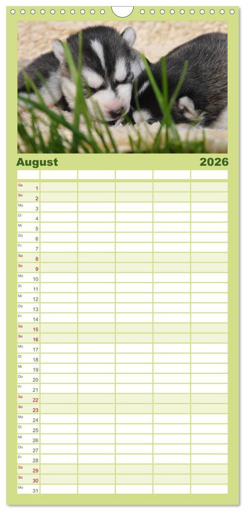 Weitere Ansicht: Familienplaner 2026 - Huskys - Traumhunde mit 5 Spalten (Wandkalender, 21 x 45 cm) CALVENDO | Michael Ebardt, Calvendo