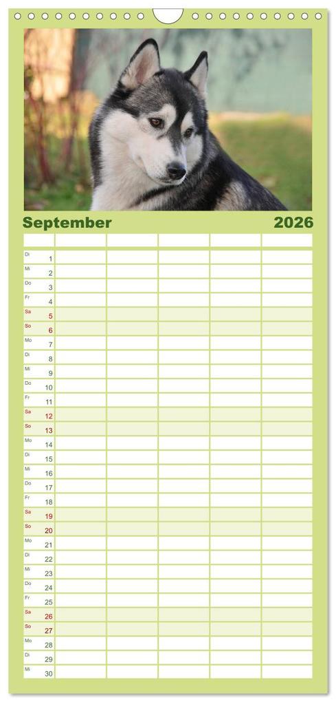 Weitere Ansicht: Familienplaner 2026 - Huskys - Traumhunde mit 5 Spalten (Wandkalender, 21 x 45 cm) CALVENDO | Michael Ebardt, Calvendo