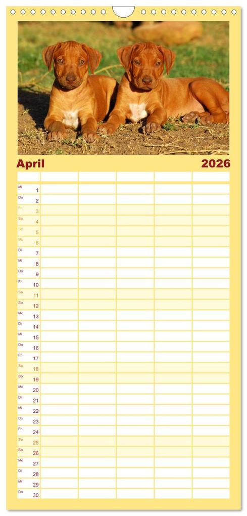 Weitere Ansicht: Familienplaner 2026 - Rhodesian Ridgeback Terminkalender mit 5 Spalten (Wandkalender, 21 x 45 cm) CALVENDO | Anke van Wyk - www.germanpix.net, Calvendo