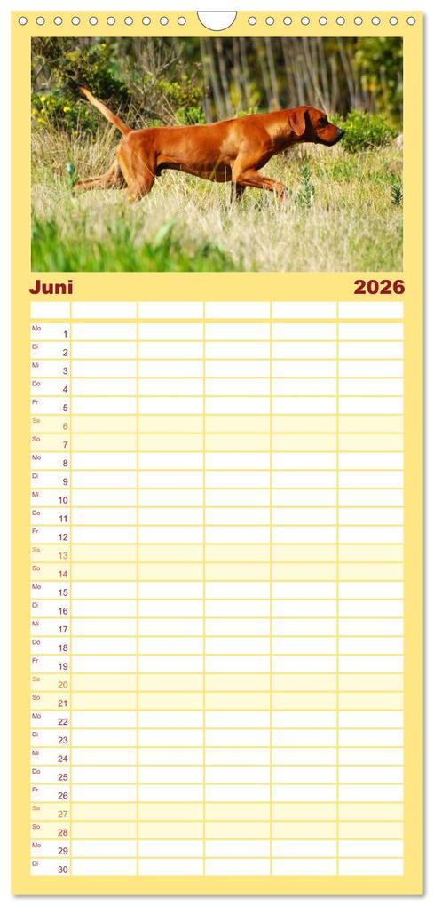 Weitere Ansicht: Familienplaner 2026 - Rhodesian Ridgeback Terminkalender mit 5 Spalten (Wandkalender, 21 x 45 cm) CALVENDO | Anke van Wyk - www.germanpix.net, Calvendo