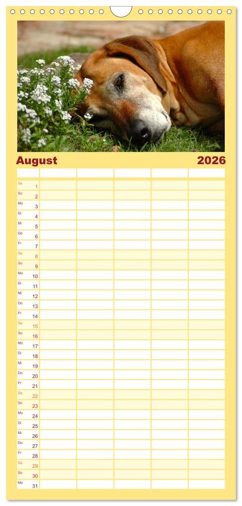 Weitere Ansicht: Familienplaner 2026 - Rhodesian Ridgeback Terminkalender mit 5 Spalten (Wandkalender, 21 x 45 cm) CALVENDO | Anke van Wyk - www.germanpix.net, Calvendo