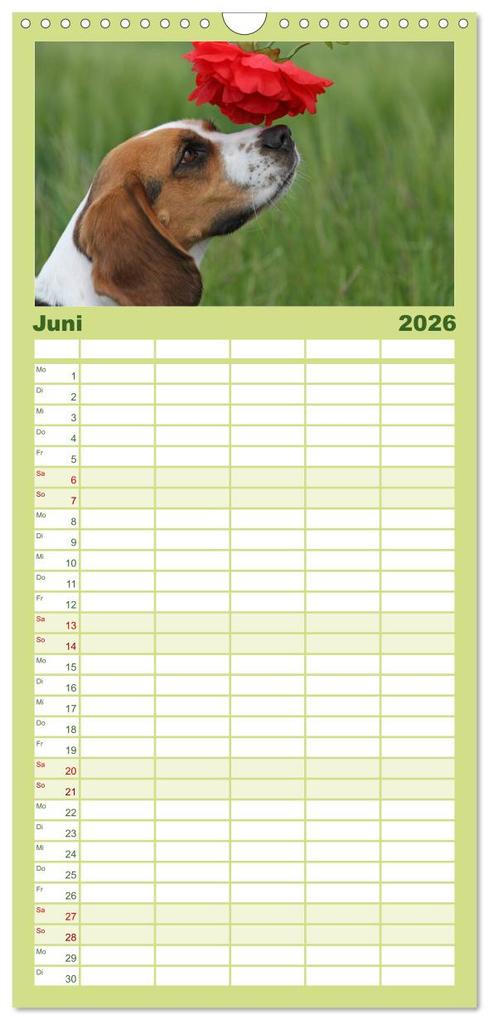 Weitere Ansicht: Familienplaner 2026 - Beagle mit 5 Spalten (Wandkalender, 21 x 45 cm) CALVENDO | Calvendo, Pferdografen.de, Pferdografen.de / Antje Lindert-Rottke + Martina Berg