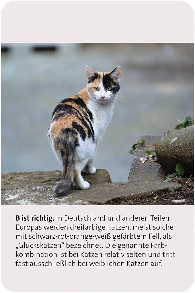 Weitere Ansicht: Das große Katzen Quiz | Anita van Saan