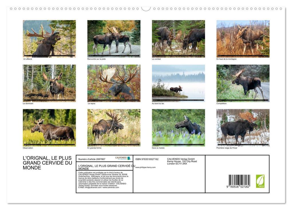Weitere Ansicht: L'ORIGNAL, LE PLUS GRAND CERVIDÉ DU MONDE (Calendrier mural 2026 DIN A2 vertical) calendrier de bureau | Calvendo, Philippe Henry