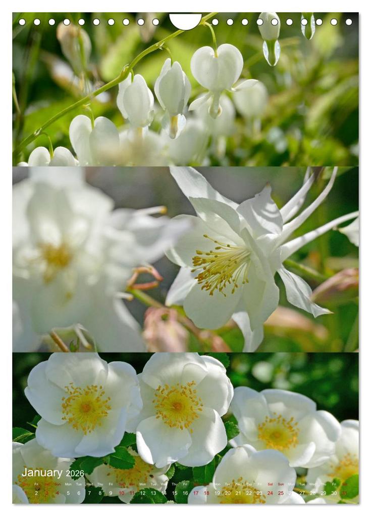 Weitere Ansicht: Colours of the Year (Wall Calendar 2026 DIN A4 portrait), CALVENDO 12 Month Wall Calendar | Calvendo, Christine B-B Müller