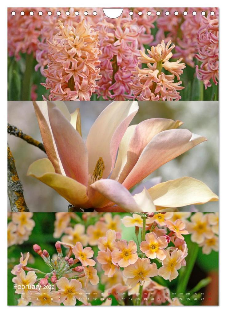 Weitere Ansicht: Colours of the Year (Wall Calendar 2026 DIN A4 portrait), CALVENDO 12 Month Wall Calendar | Calvendo, Christine B-B Müller