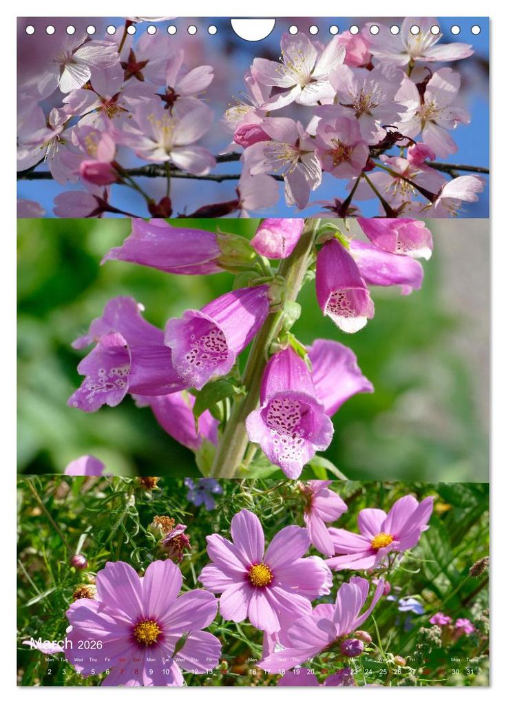 Weitere Ansicht: Colours of the Year (Wall Calendar 2026 DIN A4 portrait), CALVENDO 12 Month Wall Calendar | Calvendo, Christine B-B Müller