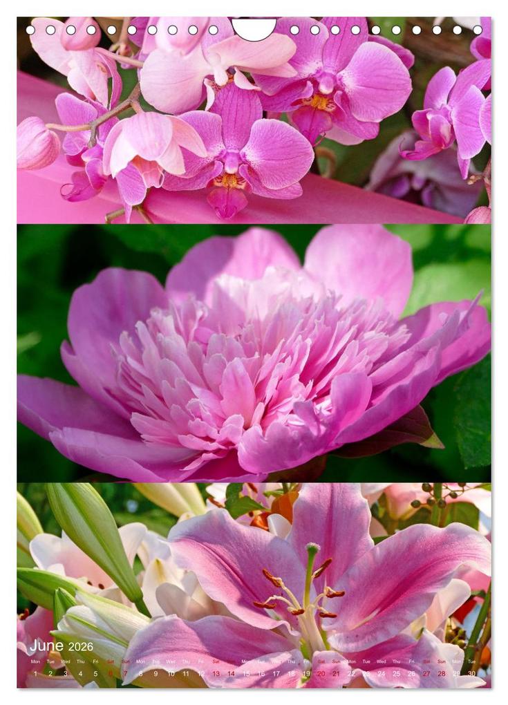 Weitere Ansicht: Colours of the Year (Wall Calendar 2026 DIN A4 portrait), CALVENDO 12 Month Wall Calendar | Calvendo, Christine B-B Müller