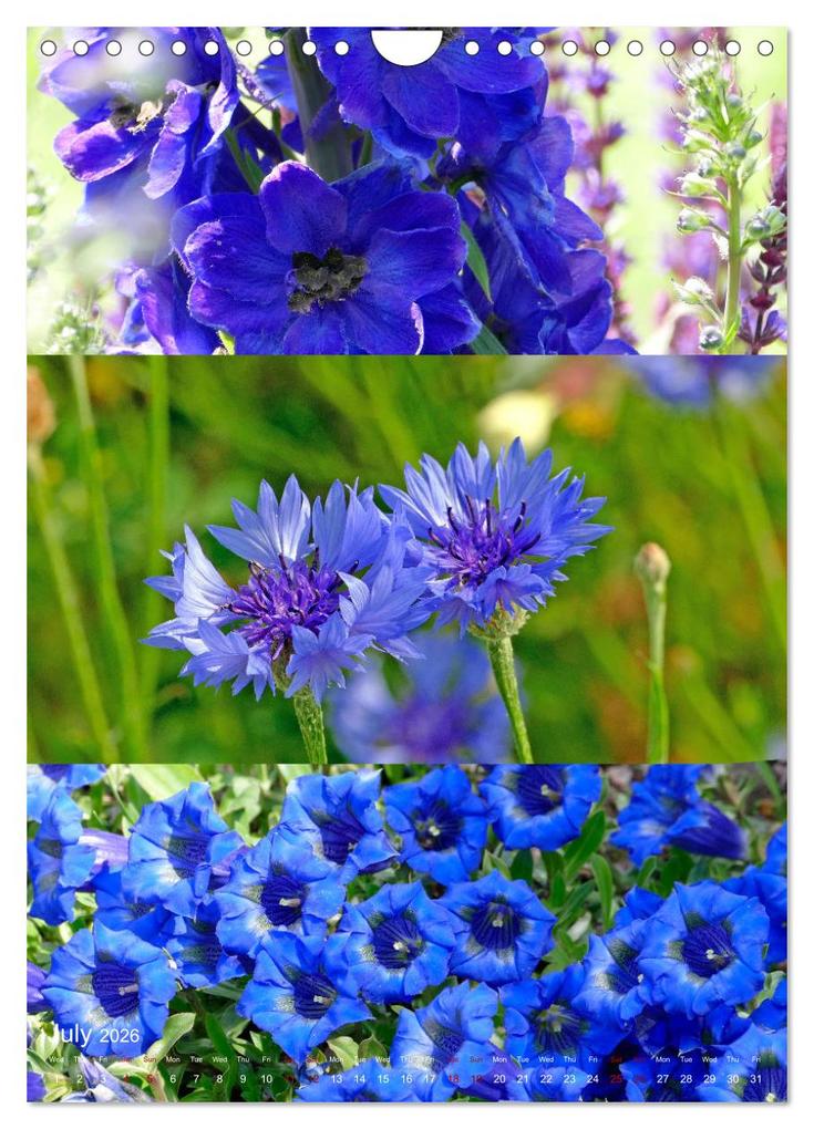 Weitere Ansicht: Colours of the Year (Wall Calendar 2026 DIN A4 portrait), CALVENDO 12 Month Wall Calendar | Calvendo, Christine B-B Müller