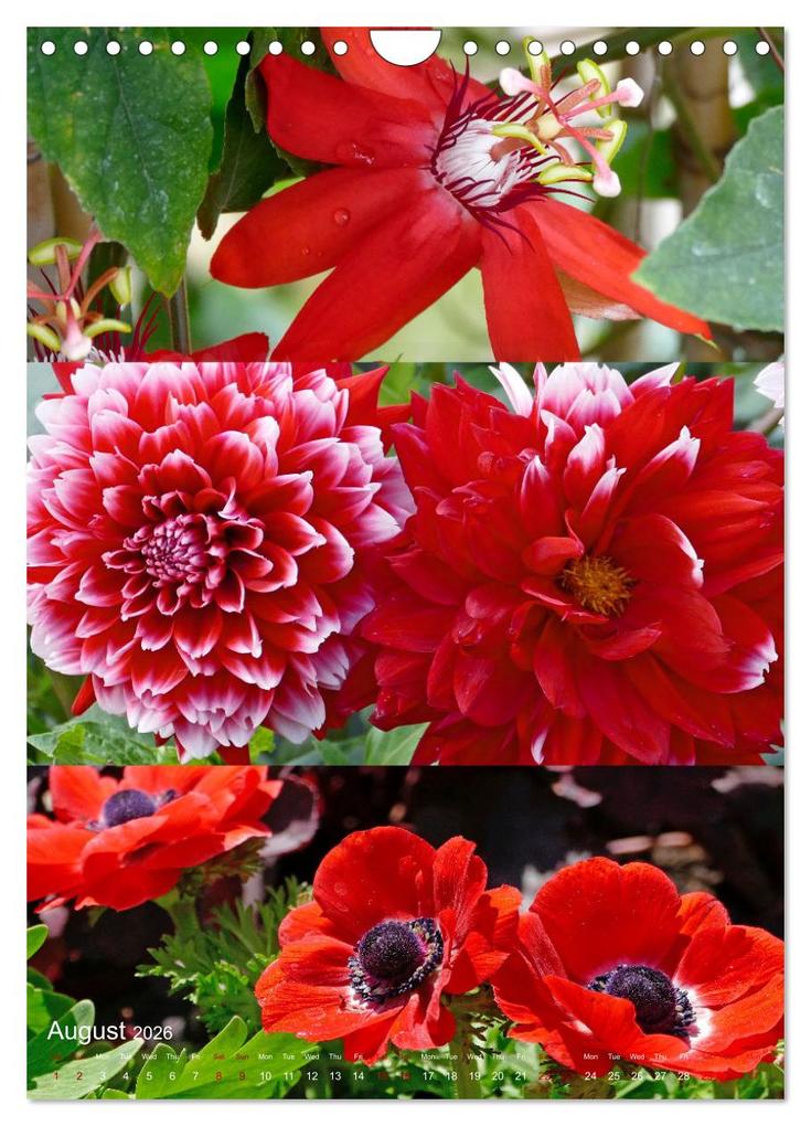 Weitere Ansicht: Colours of the Year (Wall Calendar 2026 DIN A4 portrait), CALVENDO 12 Month Wall Calendar | Calvendo, Christine B-B Müller