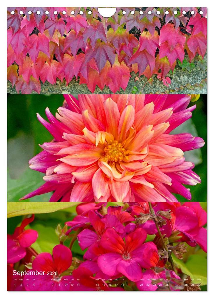 Weitere Ansicht: Colours of the Year (Wall Calendar 2026 DIN A4 portrait), CALVENDO 12 Month Wall Calendar | Calvendo, Christine B-B Müller