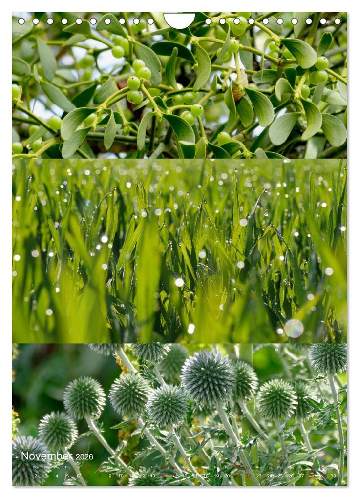 Weitere Ansicht: Colours of the Year (Wall Calendar 2026 DIN A4 portrait), CALVENDO 12 Month Wall Calendar | Calvendo, Christine B-B Müller