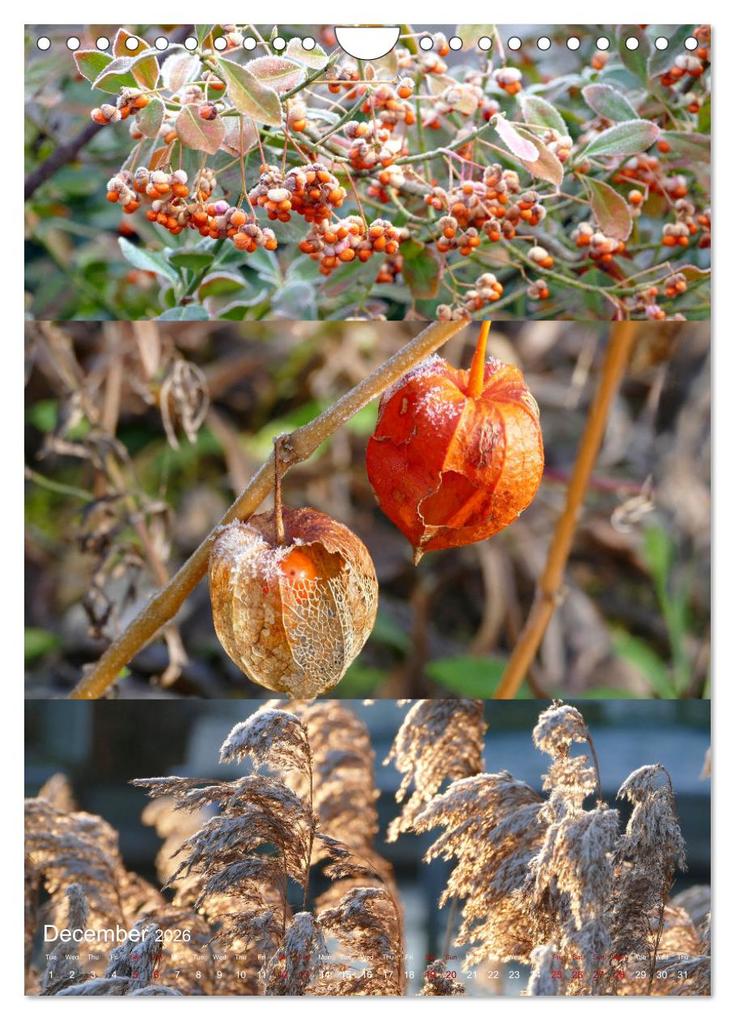 Weitere Ansicht: Colours of the Year (Wall Calendar 2026 DIN A4 portrait), CALVENDO 12 Month Wall Calendar | Calvendo, Christine B-B Müller