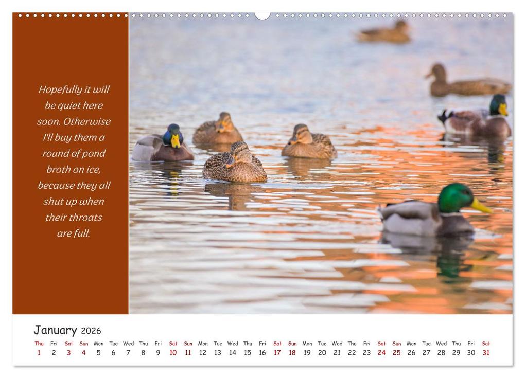 Weitere Ansicht: Animals like humour (Wall Calendar 2026 DIN A2 landscape), CALVENDO 12 Month Wall Calendar | Calvendo, Rainer Plett