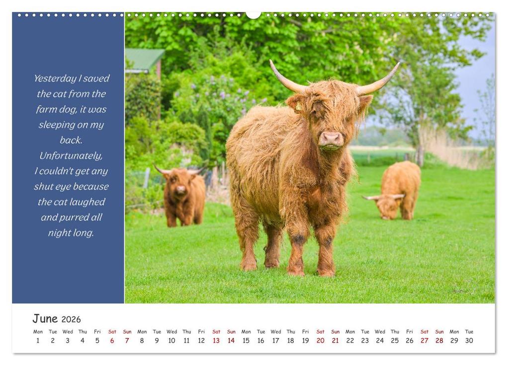 Weitere Ansicht: Animals like humour (Wall Calendar 2026 DIN A2 landscape), CALVENDO 12 Month Wall Calendar | Calvendo, Rainer Plett