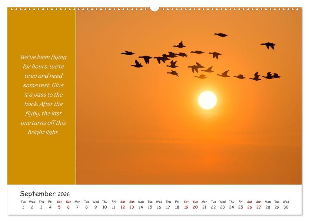 Weitere Ansicht: Animals like humour (Wall Calendar 2026 DIN A2 landscape), CALVENDO 12 Month Wall Calendar | Calvendo, Rainer Plett