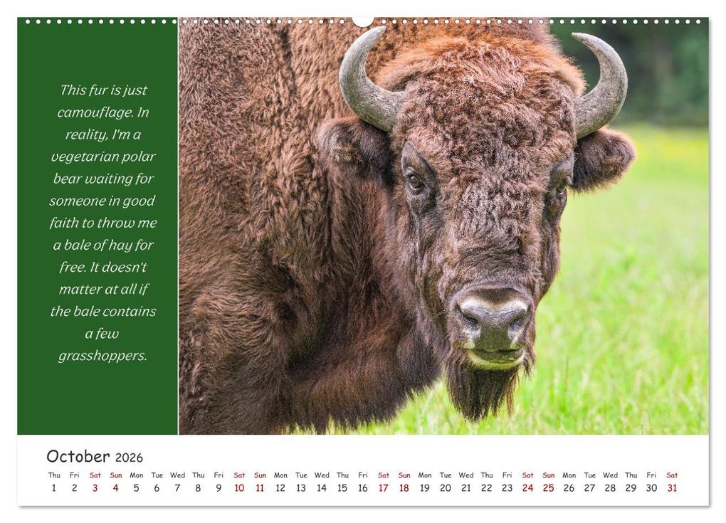 Weitere Ansicht: Animals like humour (Wall Calendar 2026 DIN A2 landscape), CALVENDO 12 Month Wall Calendar | Calvendo, Rainer Plett