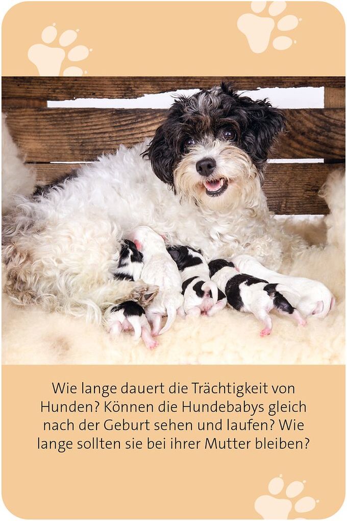 Weitere Ansicht: Das große Hunde Quiz | Anita Saan
