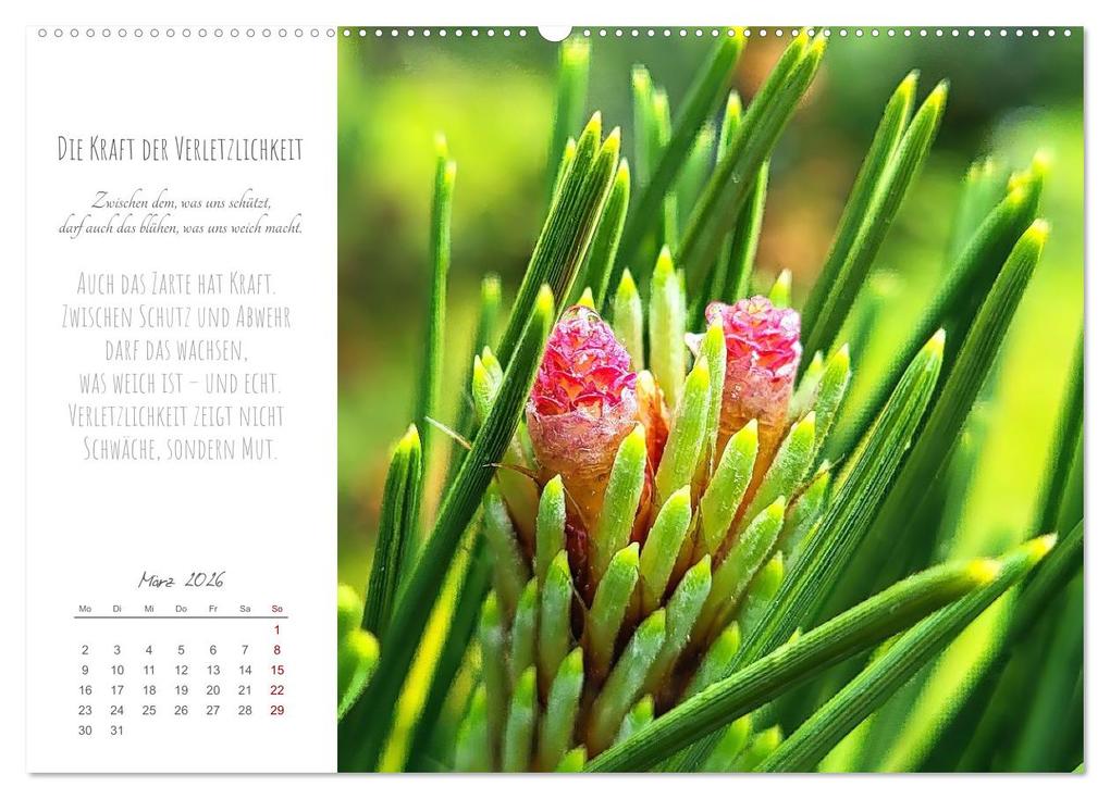 Weitere Ansicht: Was uns trägt, wenn alles wankt. Über das Wachsen an Krisen (hochwertiger Premium Wandkalender 2026 DIN A2 quer), Kunstdruck in Hochglanz | Michaela Spreider, Calvendo