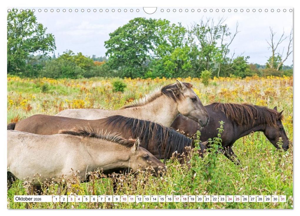 Weitere Ansicht: Flensburger Förde: Eine Reise durch Deutschlands hohen Norden (Wandkalender 2026 DIN A3 quer), CALVENDO Monatskalender | fotosvonlucke fotosvonlucke, Calvendo, fotosvonlucke