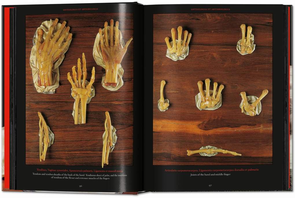 Weitere Ansicht: Anatomical Waxes | Marta Poggesi