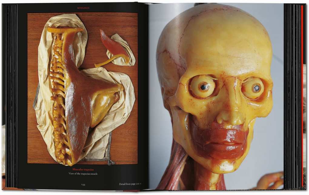 Weitere Ansicht: Anatomical Waxes | Marta Poggesi
