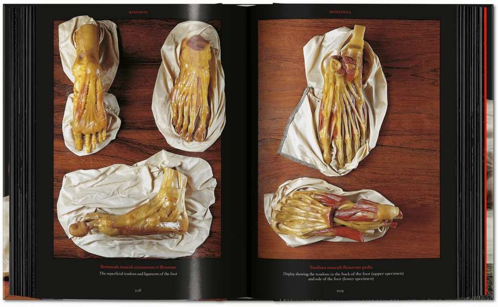 Weitere Ansicht: Anatomical Waxes | Marta Poggesi