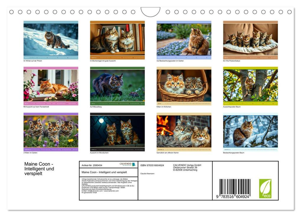 Weitere Ansicht: Maine Coon - Intelligent und verspielt (Wandkalender 2026 DIN A4 quer), CALVENDO Monatskalender | Claudia Kleemann, Calvendo