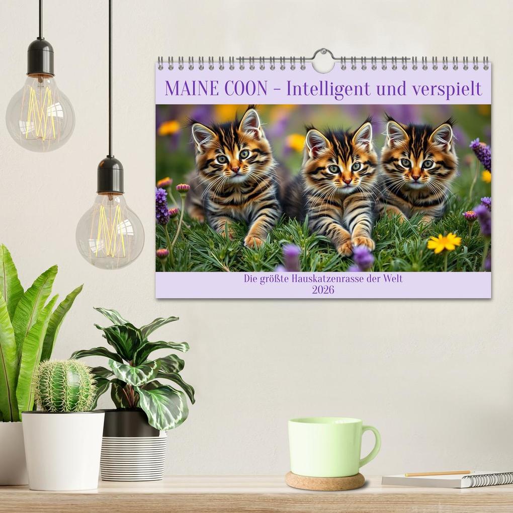 Weitere Ansicht: Maine Coon - Intelligent und verspielt (Wandkalender 2026 DIN A4 quer), CALVENDO Monatskalender | Claudia Kleemann, Calvendo