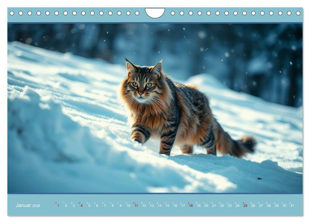 Weitere Ansicht: Maine Coon - Intelligent und verspielt (Wandkalender 2026 DIN A4 quer), CALVENDO Monatskalender | Claudia Kleemann, Calvendo