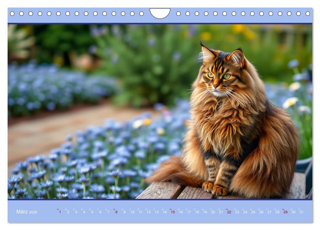 Weitere Ansicht: Maine Coon - Intelligent und verspielt (Wandkalender 2026 DIN A4 quer), CALVENDO Monatskalender | Claudia Kleemann, Calvendo