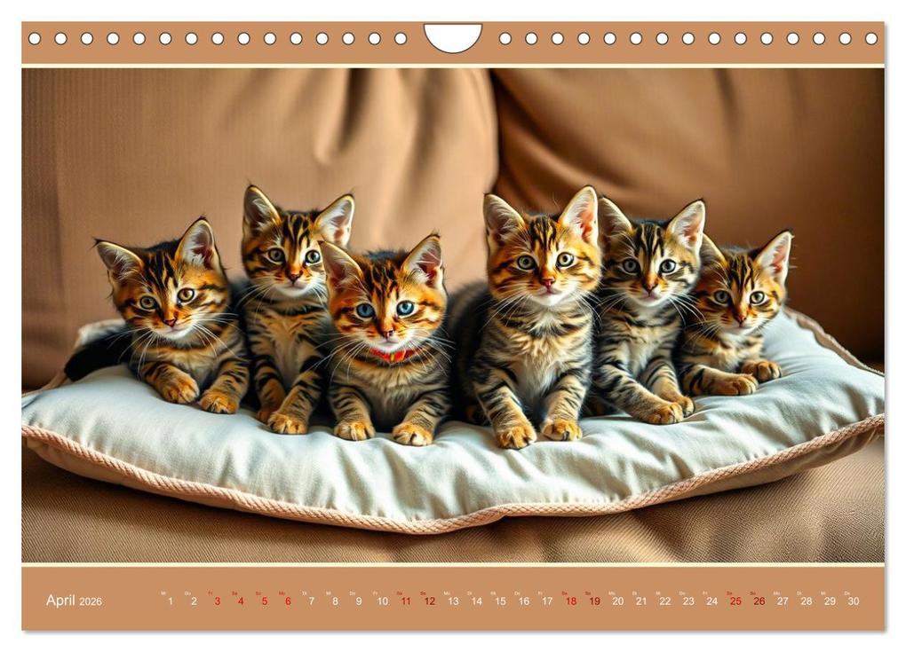 Weitere Ansicht: Maine Coon - Intelligent und verspielt (Wandkalender 2026 DIN A4 quer), CALVENDO Monatskalender | Claudia Kleemann, Calvendo