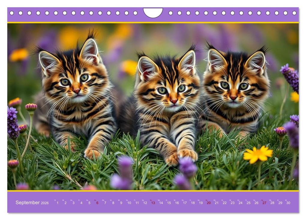 Weitere Ansicht: Maine Coon - Intelligent und verspielt (Wandkalender 2026 DIN A4 quer), CALVENDO Monatskalender | Claudia Kleemann, Calvendo