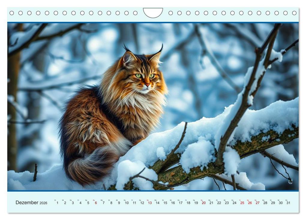 Weitere Ansicht: Maine Coon - Intelligent und verspielt (Wandkalender 2026 DIN A4 quer), CALVENDO Monatskalender | Claudia Kleemann, Calvendo