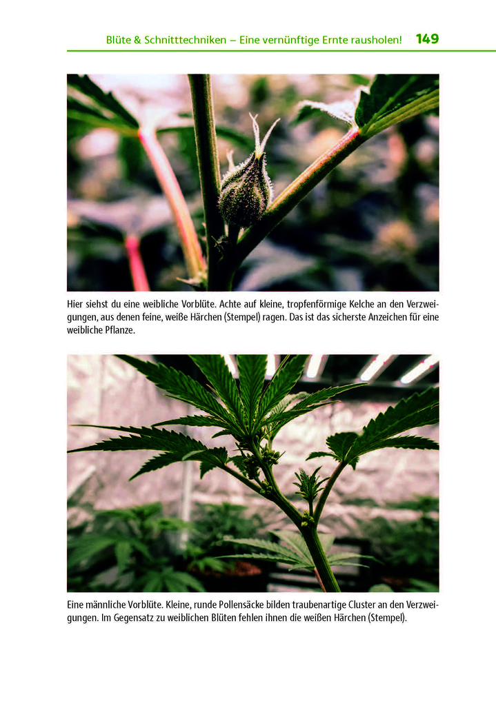 Weitere Ansicht: Cannabis zu Hause anbauen für Anfänger | Stefan Fischer