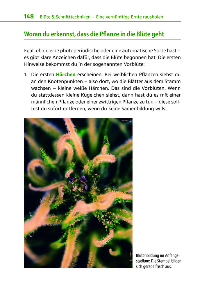Weitere Ansicht: Cannabis zu Hause anbauen für Anfänger | Stefan Fischer
